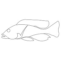 cichlid 001